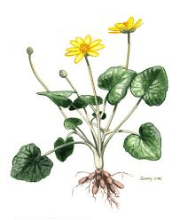 25 Medicinal Health Benefits Of Ficaria verna (Lesser Celandine)