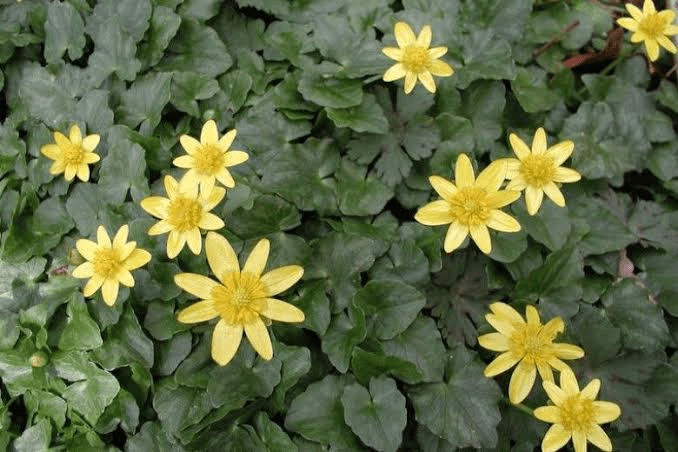 25 Medicinal Health Benefits Of Ficaria verna (Lesser Celandine)