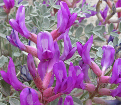 25 Medicinal Health Benefits Of Astragalus amphioxys (Crescent milkvetch)