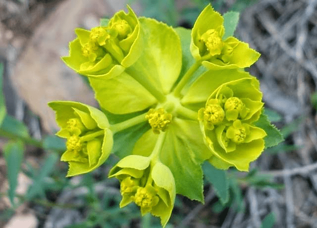 20 Medicinal Health Benefits Of Euphorbia (Spurge)