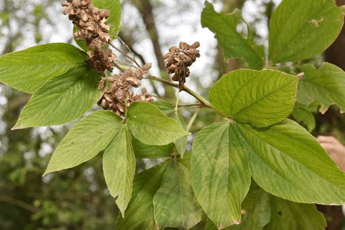 22 Medicinal Health Benefits Of Flemingia 22 Medicinal Health Benefits Of Flemingia