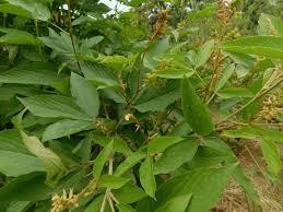 22 Medicinal Health Benefits Of Flemingia 22 Medicinal Health Benefits Of Flemingia