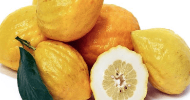 19 Medicinal Health Benefits Of Etrog (Citron)