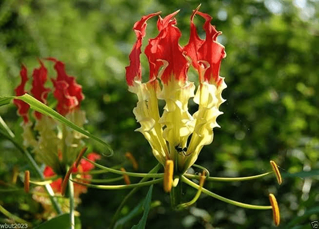 23 Medicinal Health Benefits Of Gloriosa superba (Flame Lily)