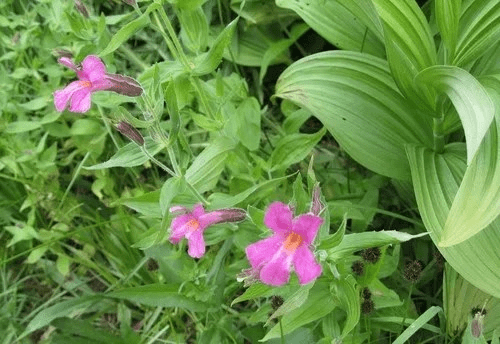 22 Medicinal Health Benefits Of Erythranthe lewisii (Lewis' Monkeyflower)