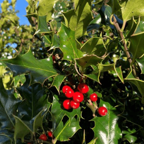 10 Medicinal Health Benefits Of Holly (Ilex genus) 10 Medicinal Health Benefits Of Holly (Ilex genus)