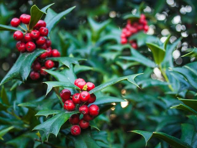 10 Medicinal Health Benefits Of Holly (Ilex genus) 10 Medicinal Health Benefits Of Holly (Ilex genus)