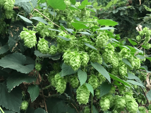 25 Medicinal Health Benefits Of Humulus (Hops)