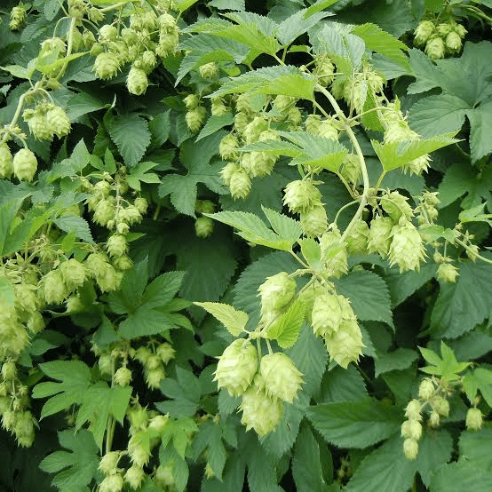 25 Medicinal Health Benefits Of Humulus (Hops)