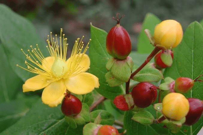 23 Medicinal Health Benefits Of Hypericum perforatum (St. John's Wort)