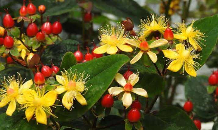 23 Medicinal Health Benefits Of Hypericum perforatum (St. John's Wort)