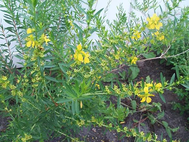 24 Medicinal Health Benefits Of Heimia (Sinicuichi) 24 Medicinal Health Benefits Of Heimia (Sinicuichi)