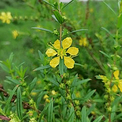 24 Medicinal Health Benefits Of Heimia (Sinicuichi) 24 Medicinal Health Benefits Of Heimia (Sinicuichi)