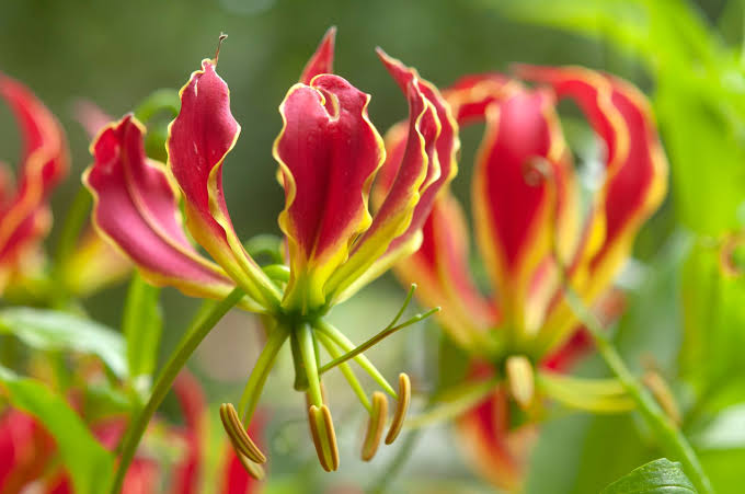 23 Medicinal Health Benefits Of Gloriosa superba (Flame Lily) 23 Medicinal Health Benefits Of Gloriosa superba (Flame Lily)