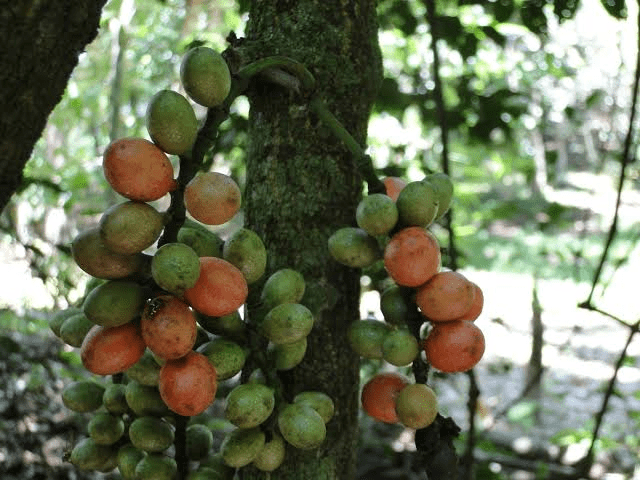 22 Medicinal Health Benefits Of Gnetum (Belinjau)