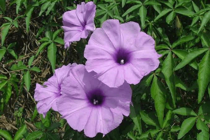 15 Medicinal Health Benefits Of Ipomoea (Morning Glory)