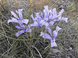 23 Medicinal Health Benefits Of Iris tenuifolia (Egeria Iris)