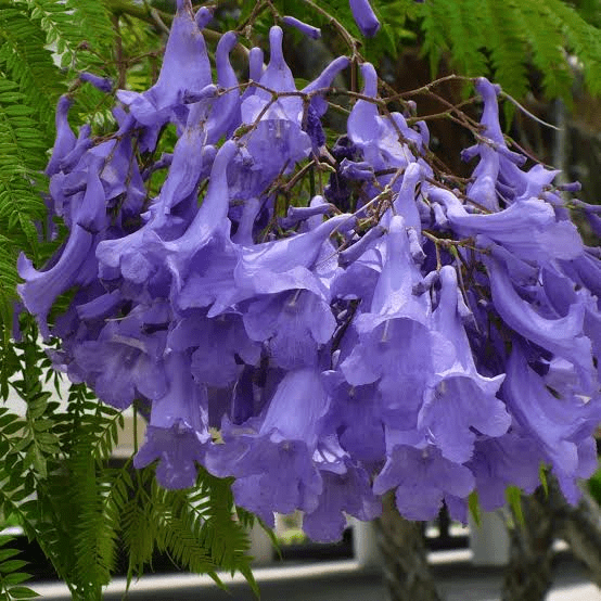 24 Medicinal Health Benefits Of Jacaranda mimosifolia (Blue Jacaranda)