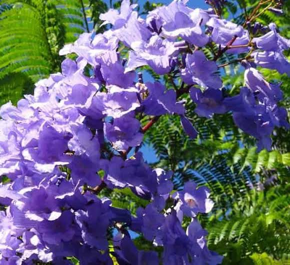 24 Medicinal Health Benefits Of Jacaranda mimosifolia (Blue Jacaranda)