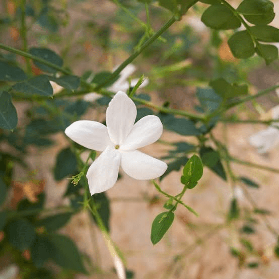 24 Medicinal Health Benefits Of Jasminum grandiflorum (Spanish jasmine)