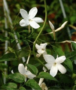 24 Medicinal Health Benefits Of Jasminum grandiflorum (Spanish jasmine)