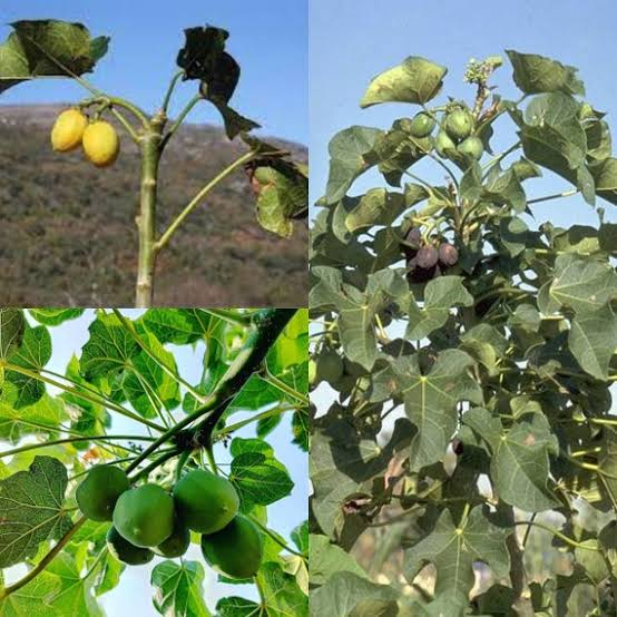 15 Medicinal Health Benefits Of Jatropha curcas (Physic Nut)