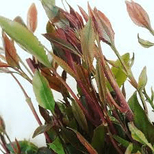 6 Medicinal Health Benefits Of Khat (Catha edulis)