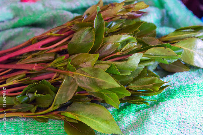 6 Medicinal Health Benefits Of Khat (Catha edulis)