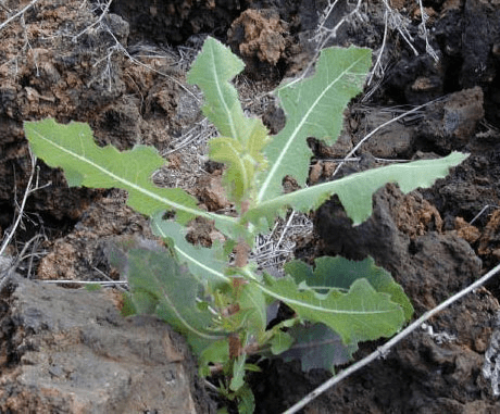 21 Medicinal Health Benefits Of Lactuca serriola (Prickly Lettuce)