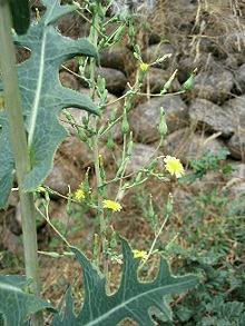 21 Medicinal Health Benefits Of Lactuca serriola (Prickly Lettuce)