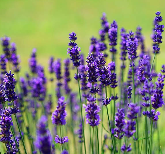 17 Medicinal Health Benefits Of Lavandula Latifolia (Spike Lavender) 17 Medicinal Health Benefits Of Lavandula Latifolia (Spike Lavender)
