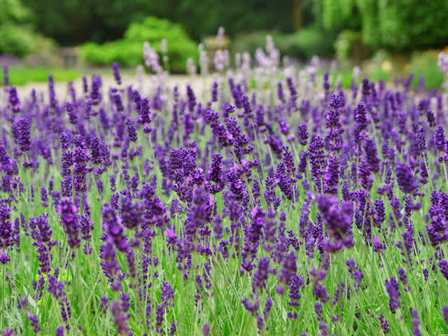 17 Medicinal Health Benefits Of Lavandula Latifolia (Spike Lavender) 17 Medicinal Health Benefits Of Lavandula Latifolia (Spike Lavender)