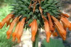 23 Medicinal Health Benefits Of Leonotis nepetifolia (Lion's ear)