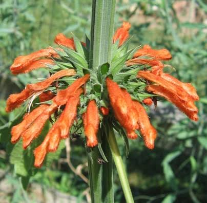 23 Medicinal Health Benefits Of Leonotis nepetifolia (Lion's ear)