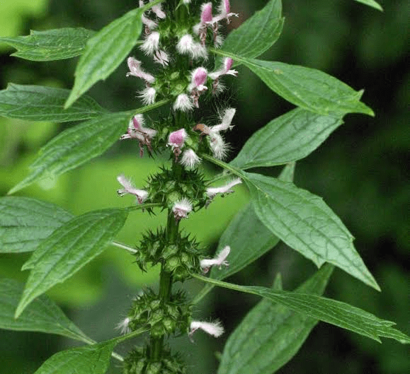 24 Medicinal Health Benefits of Leonurus cardiaca (Motherwort)