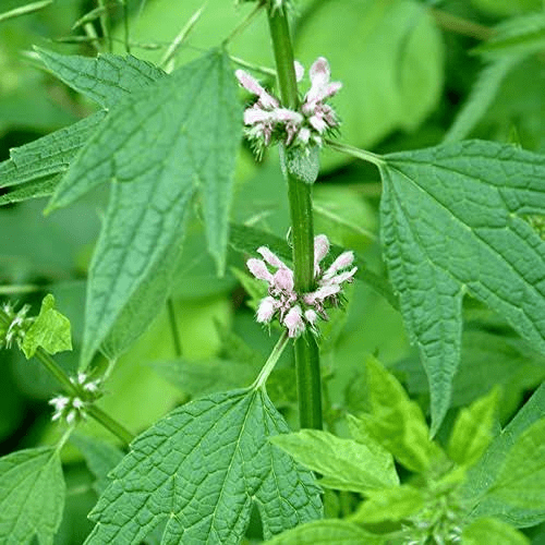 24 Medicinal Health Benefits of Leonurus cardiaca (Motherwort)