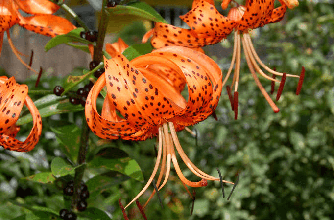 22 Medicinal Health Benefits Of Lilium lancifolium (Tiger Lily ...