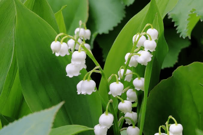 24 Medicinal Health Benefits Of Lily of the Valley (Convallaria majalis)