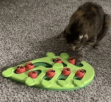 Cat Toys for Bored Cats
