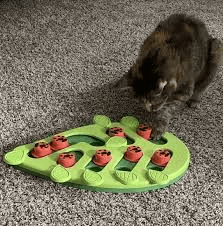 Cat Toys for Bored Cats