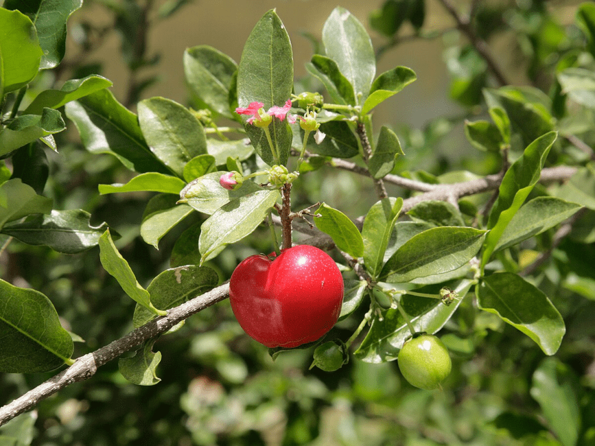 22 Medicinal Health Benefits Of Malpighia Emarginata (Acerola Cherry) 22 Medicinal Health Benefits Of Malpighia Emarginata (Acerola Cherry)