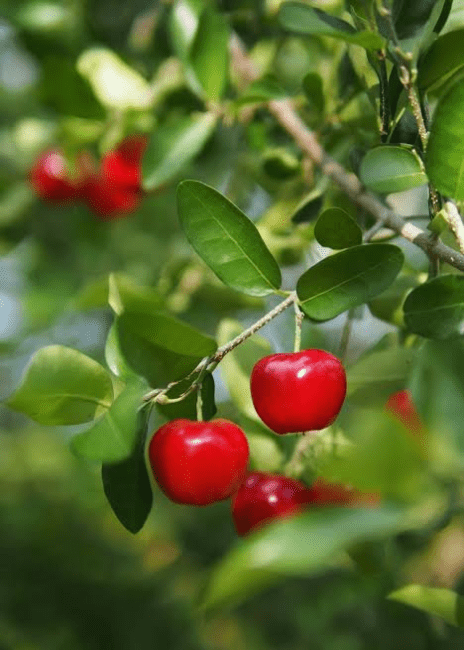 22 Medicinal Health Benefits Of Malpighia Emarginata (Acerola Cherry) 22 Medicinal Health Benefits Of Malpighia Emarginata (Acerola Cherry)
