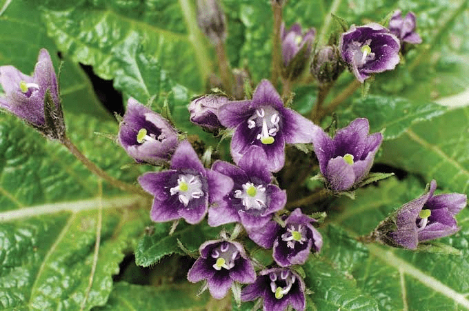 13 Medicinal Health Benefits Of Mandragora officinarum (Mandrake) 13 Medicinal Health Benefits Of Mandragora officinarum (Mandrake)