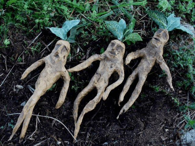 13 Medicinal Health Benefits Of Mandragora officinarum (Mandrake) 13 Medicinal Health Benefits Of Mandragora officinarum (Mandrake)