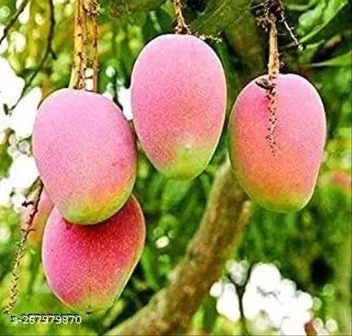 24 Medicinal Health Benefits Of Mango (Mangifera indica)