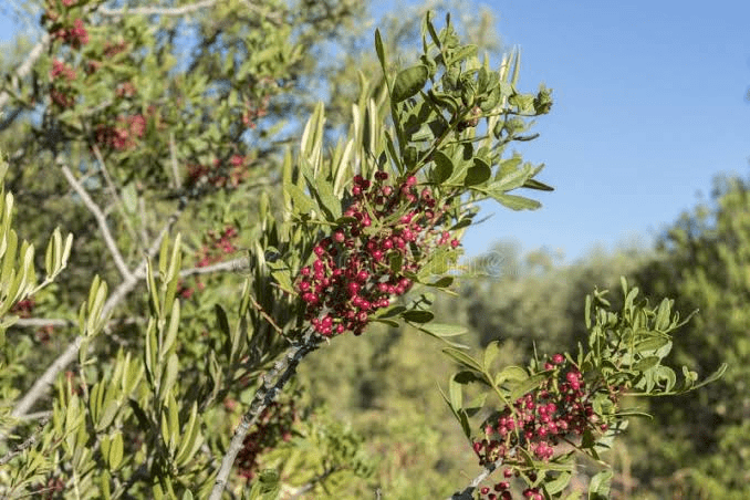 24 Medicinal Health Benefits Of Mastic Plant Resin (Pistacia lentiscus)