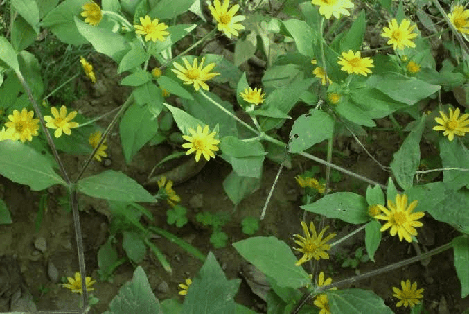 22 Medicinal Health Benefits Of Melanthera Biflora (Manyflower Melanthera)