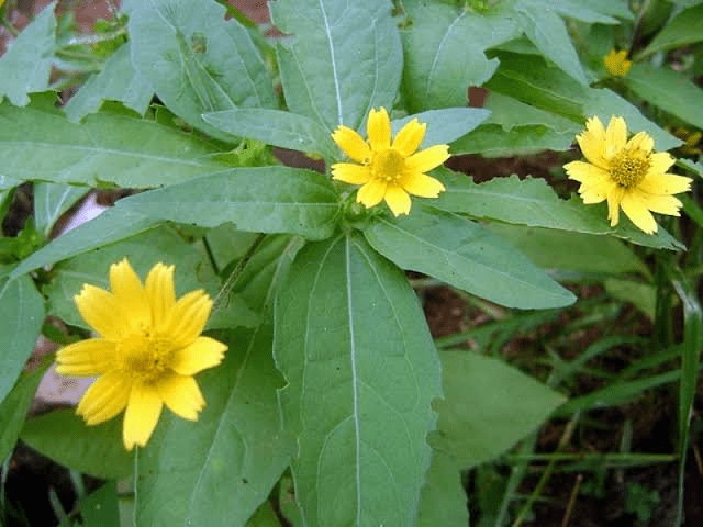 22 Medicinal Health Benefits Of Melanthera Biflora (Manyflower Melanthera)