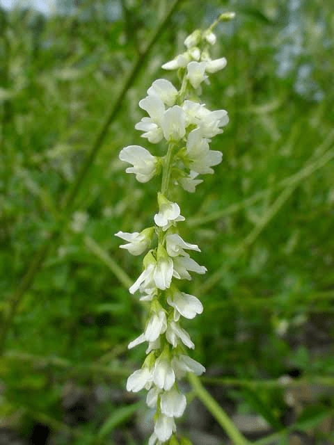 23 Medicinal Health Benefits Of Melilotus albus (White Sweet Clover)