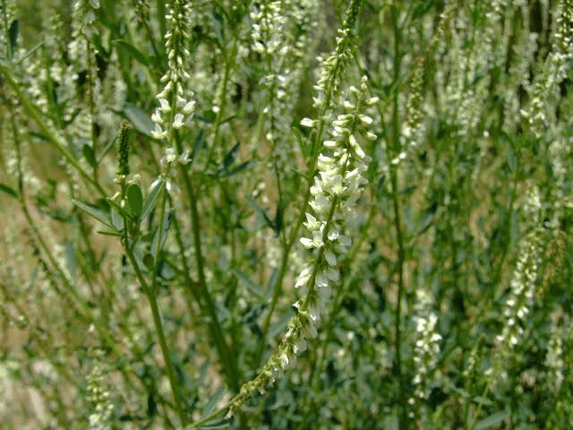 23 Medicinal Health Benefits Of Melilotus albus (White Sweet Clover)